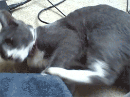 고양이 냥이 귀여운 냥펀치 냥아치 동물
