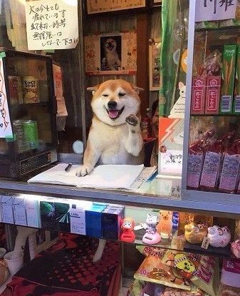 시바견 알바 강아지 인사 어서와 일본