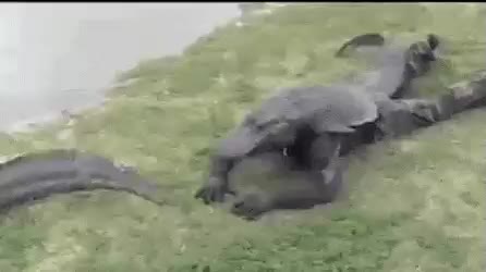 악어 만지는법