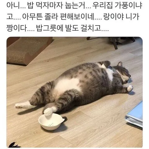 밥 눕기 배불러 돼지 고양이 #냥짤