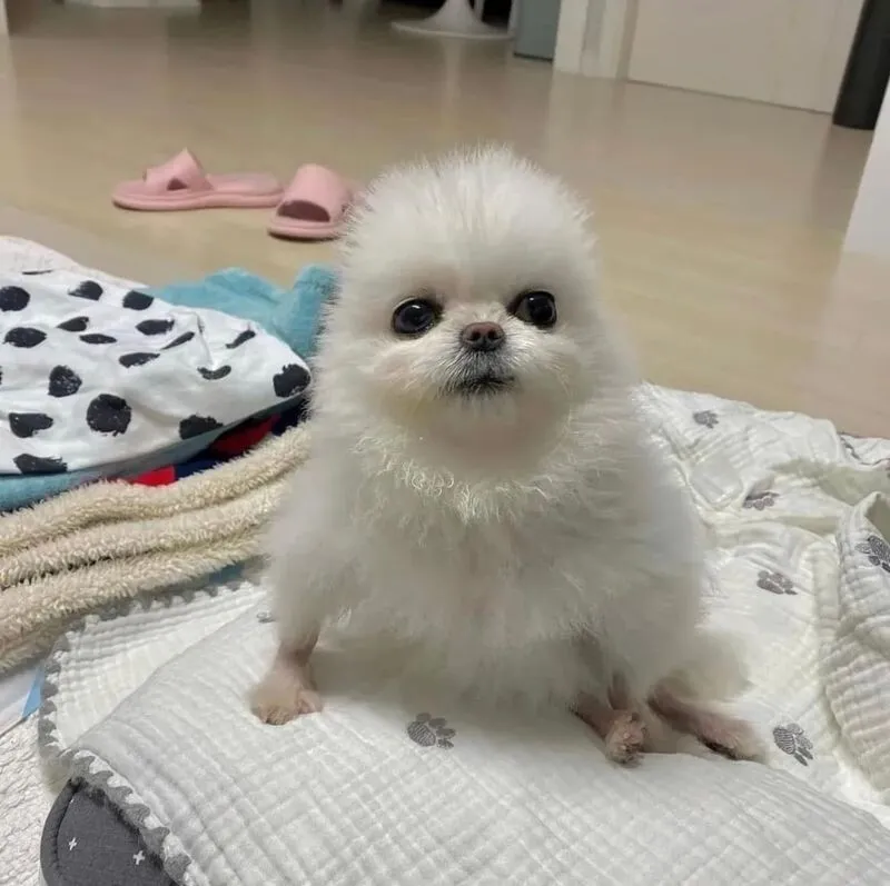 포메 병아리 멍짤 강아지 멍멍이 근엄