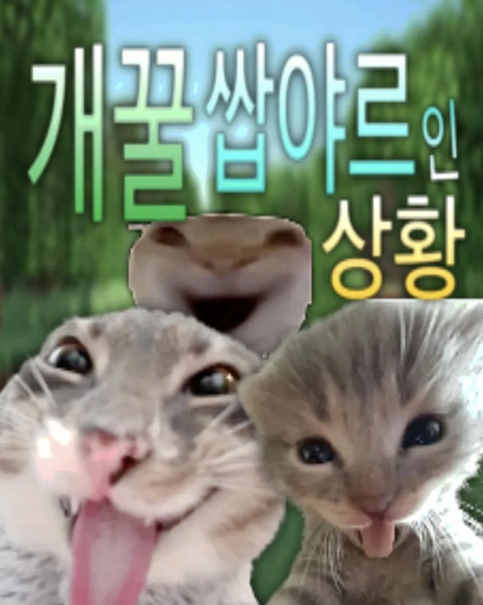 짤방 웃긴짤 유머