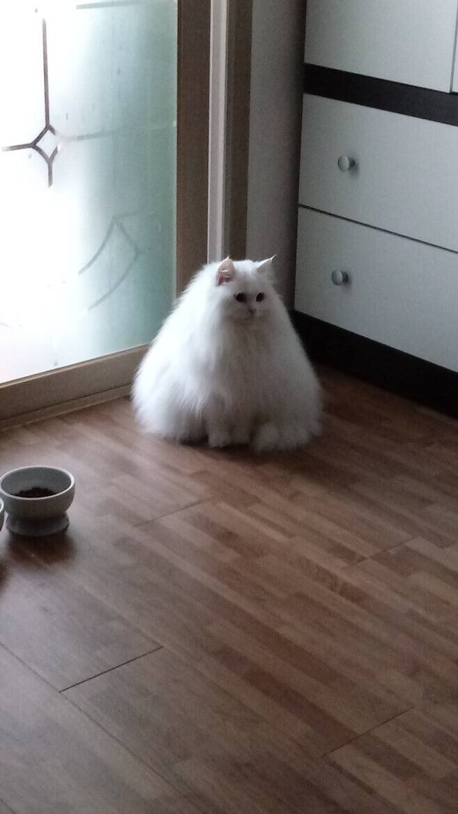 삼각김밥 고양이 흰색 털뿜뿜 삼각형 한라산 귀여운 웃긴짤 덩어리