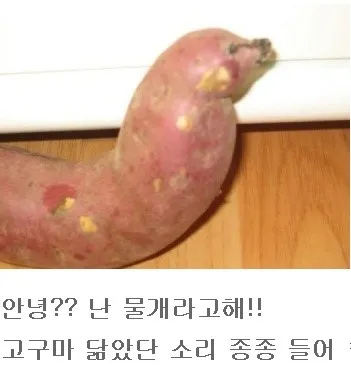물개 고구마 어이없음 황당