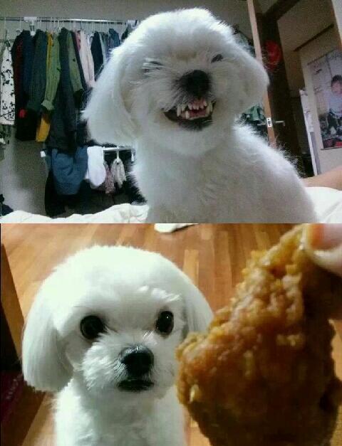 치킨 강아지 태세전환