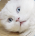 #하정우고양이