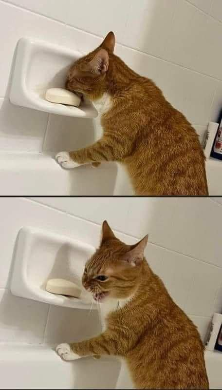 고양이 비누 #냥짤 인상 맛없어