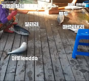 무능알바 빡두 알타리 마르티넬리 이또 사라 안사요 가생이 가생이할매 대방어 대굴빡 뽀개기