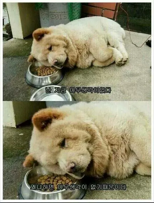 생각 무념무상 개