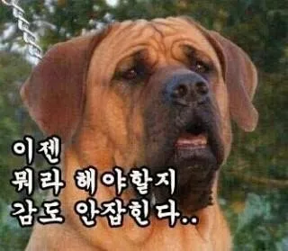 할말없음 강아지 황당 어이없음 현타 허탈 당황 감도안잡힌다 침묵