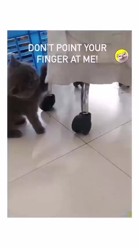 냥짤