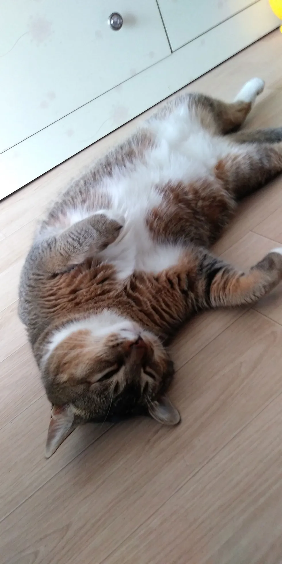 실신 고양이 냥이 자라