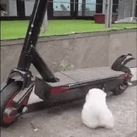 멍짤