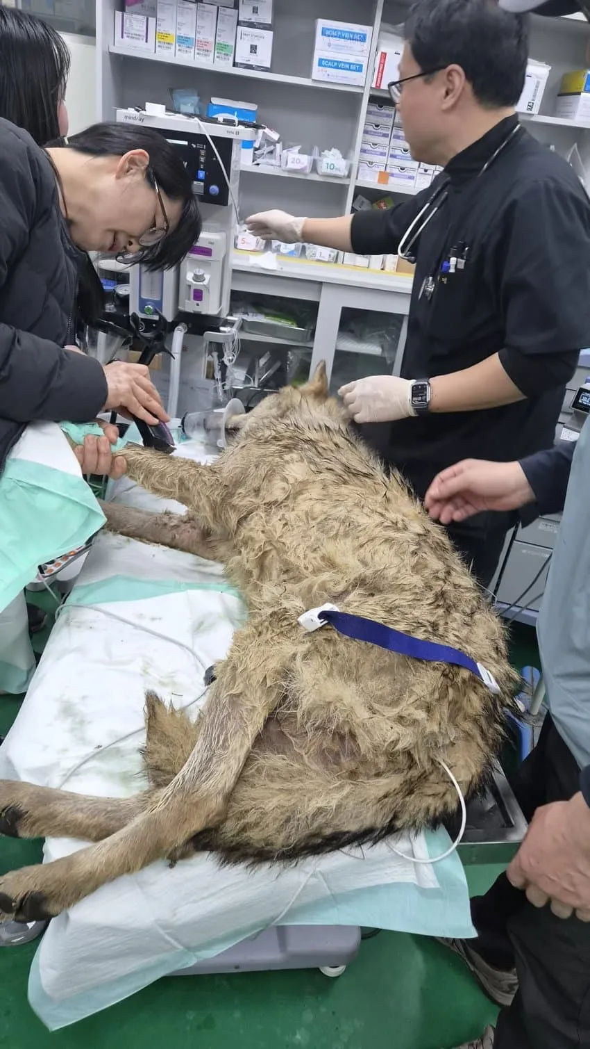 강제 미용 당하는 거대 늑대