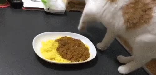 똥 카레 맛없어 똥맛