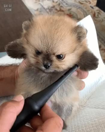 화남 분노 멍짤 댕댕이