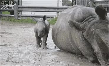애기 코뿔소 귀염폭발.gif 애기 아기 코뿔소 귀염