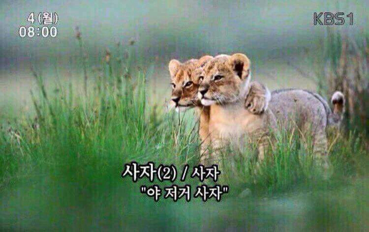 라임 동물 사진