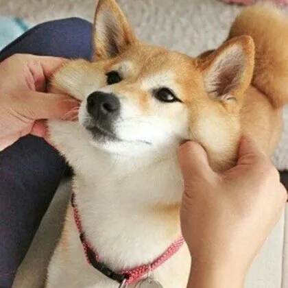 시바 볼살 카와이