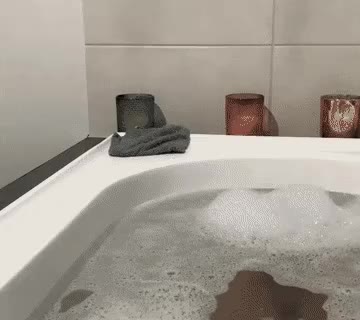 멍짤 강아지