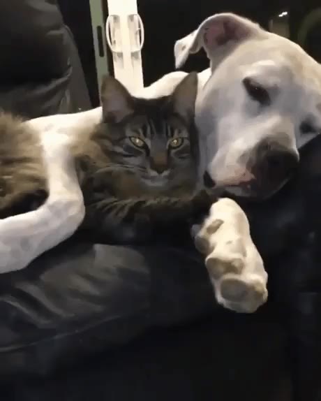 강아지 고양이 부부 모습 다정한
