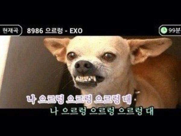 강아지 으르렁 엑소 화난 열받은 짜증