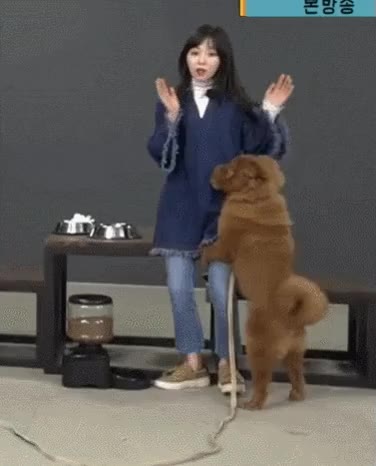 폭주하는 설현네 개.gif 개 강아지 차우차우 마리텔 aoa 민아