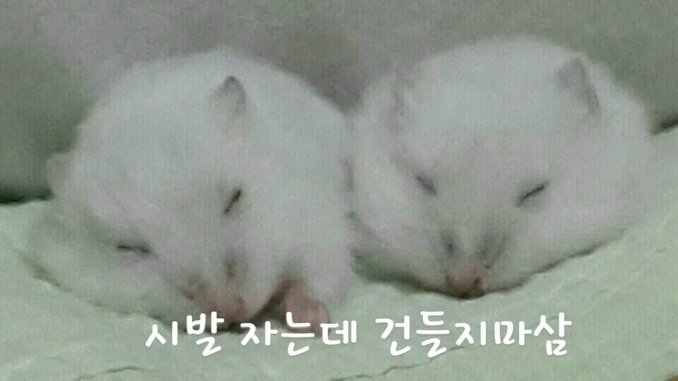꿀잠 건드리지마 건들지마 쥐 자는데 건들지마