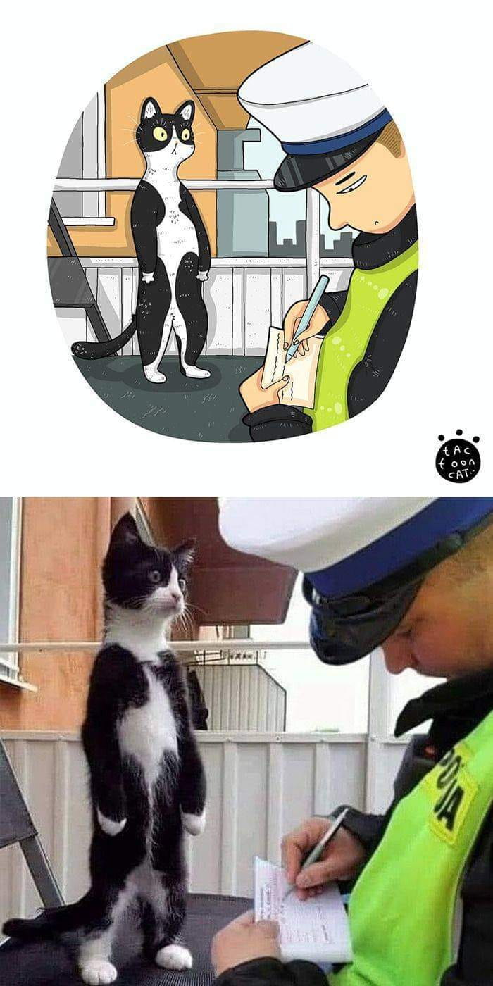 예? 저를요? 체포한다구요? #냥짤 #고양이 어이없음 당황