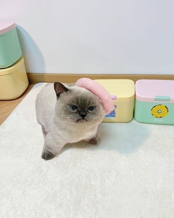 분홍 베레모 쓴 언짢은 고양이 화난 뚱한 표정 귀여운 동물