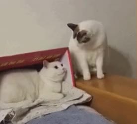 고양이 냥이 귀여운 냥펀치 냥아치 동물