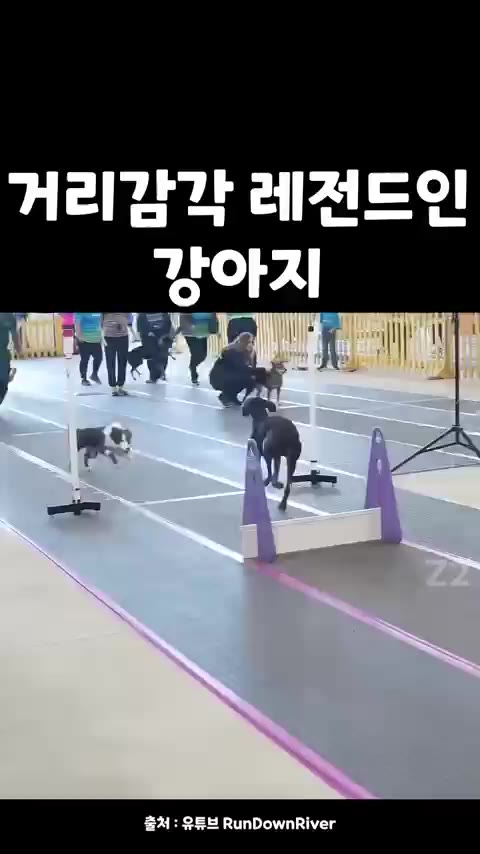 거리감각 레전드인 강아지