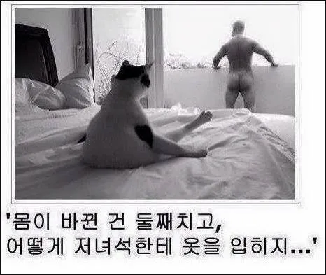 고양이와 몸이 바뀌어버린 출근러의 고뇌
