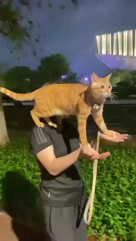 위풍당당 냥풍당당 고양이 냥짤 산책 존귀