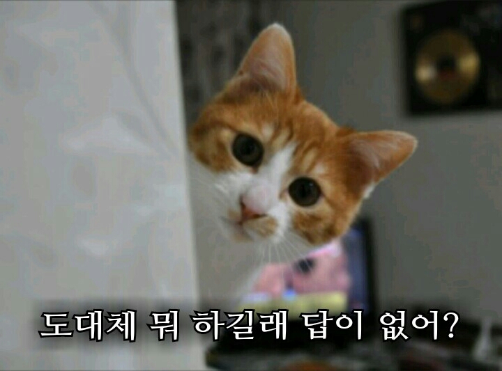 답장 답장 좀 해 고양이 동물