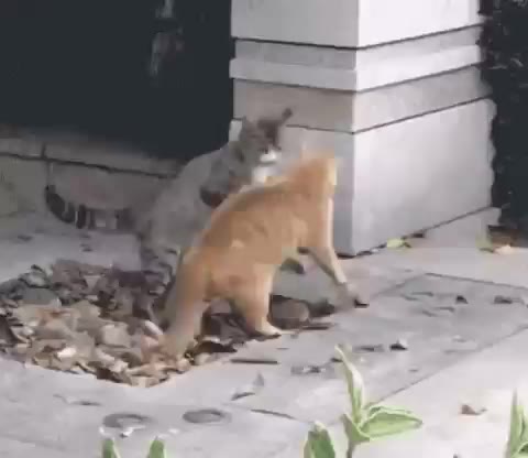 고양이 업어치기 고양이 냥이 업어치기 싸움 내동댕이 한판
