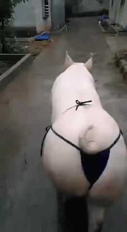티팬티 요염 돼지 동물