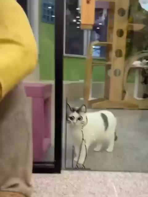 고양이 유리창 낙서 그림 일치 귀여운 웃긴짤 동물