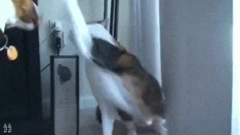 고양이 냥이 귀여운 냥펀치 냥아치 동물