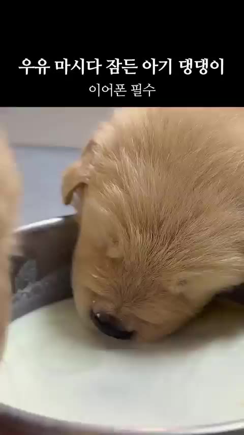 멍짤 개