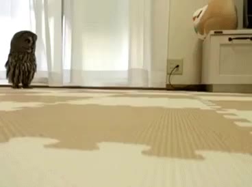 호다닥 와다닥 부엉이 올빼미