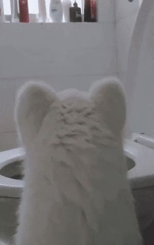강아지의 무한한 변화 강아지 고양이 깜놀 반전 화장실