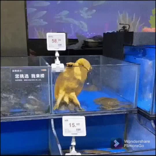 자라 수족관 탈출 실패