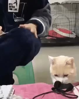 고양이 냥이 집사 쓰다듬