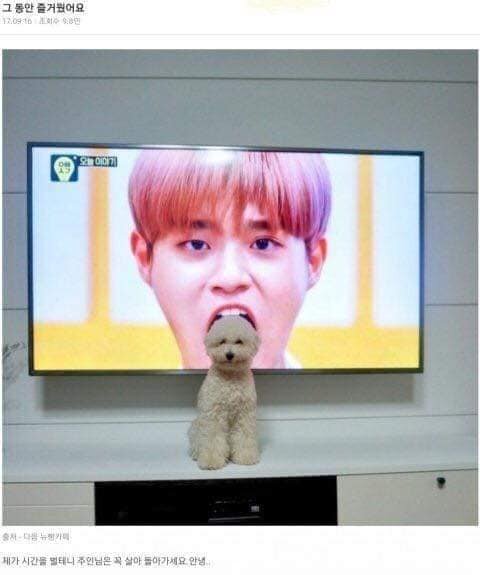 강아지 절묘한 위치선정 TV