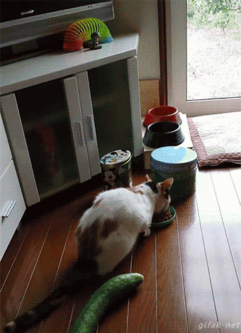 슈아 고양이 오이 놀람 점프 기겁 당황 충격 동물 짤 공중부양