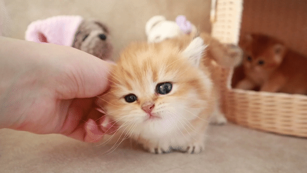 고양이 냥이 귀여운 냥펀치 냥아치 동물