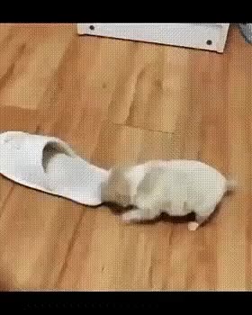 개 슬리퍼 멍짤 강아지 귀여워