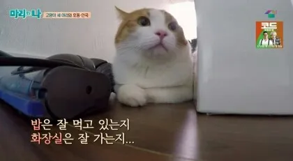 밥은잘먹고있는지 화장실은잘가는지 밥은 먹고 있는지