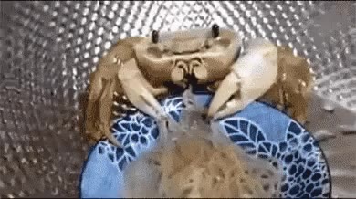 게 꽃게 냉면 여름